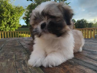 Stunning Shih Tzu puppies in Leitrim 1 male left