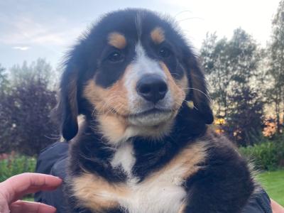 3 fabulous female Bernese Mountain puppies in Laois
