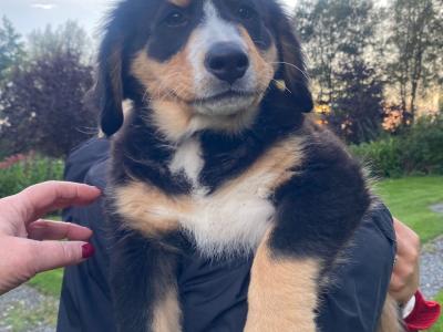 3 Fabulous Female Bernese Mountain  puppies