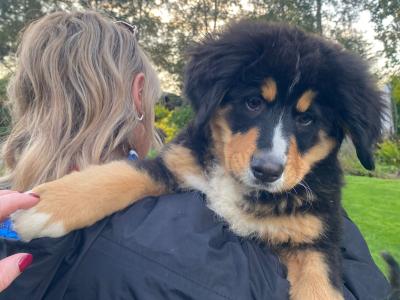 3 Fabulous Female Bernese Mountain  puppies