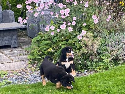 3 Fabulous Female Bernese Mountain  puppies