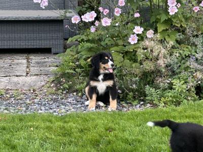 3 Fabulous Female Bernese Mountain  puppies