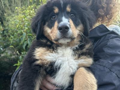 3 Fabulous Female Bernese Mountain  puppies