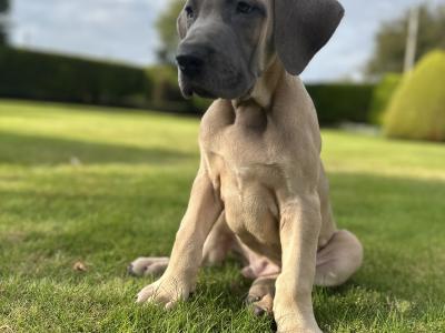 2 beautiful Great Dane puppies -IKC registered