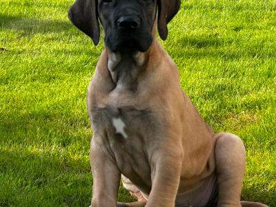 2 beautiful Great Dane puppies -IKC registered