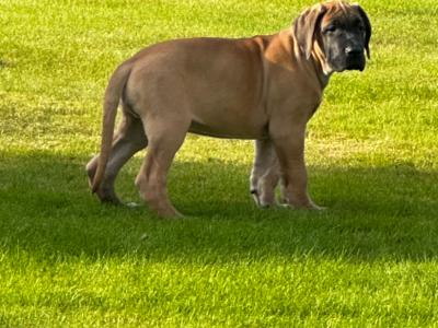 2 beautiful Great Dane puppies -IKC registered