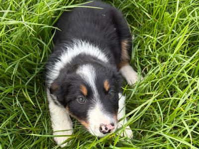 Working Border Collie pups for sale in Cavan