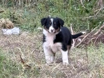 Working Border Collie pups for sale in Cavan