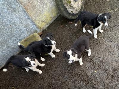 Working Border Collie pups for sale in Cavan