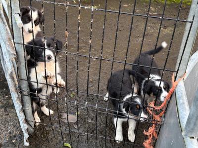 Working Border Collie pups for sale in Cavan