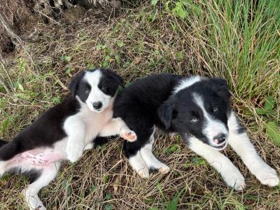 Working Border Collie pups for sale in Cavan