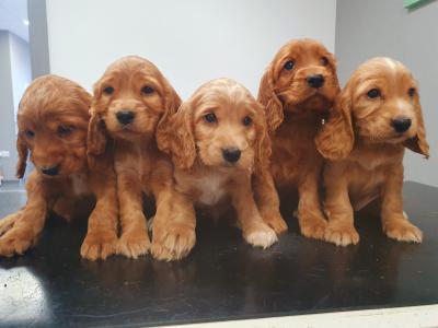Golden Cocker Spaniel puppies in Westmeath