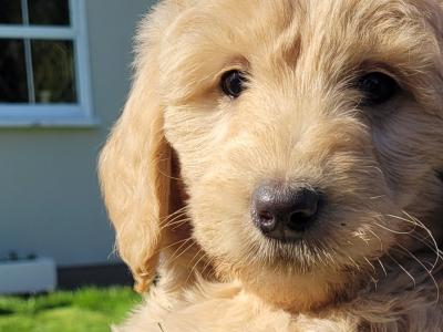 Goldendoodle puppies for sale in Westmeath