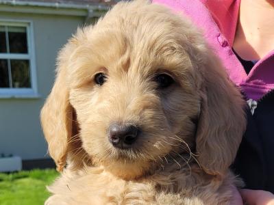 Goldendoodle puppies for sale in Westmeath