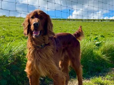 Outstanding Irish Red Setter puppies in Laois