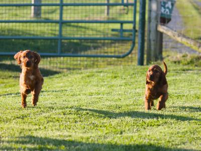 Outstanding Irish Red Setter puppies in Laois