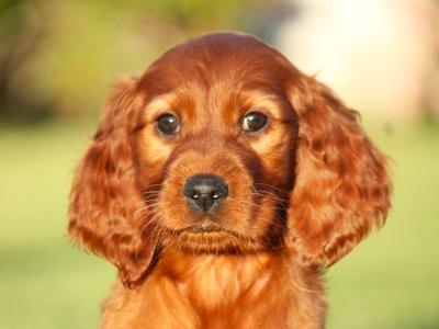 Outstanding Irish Red Setter puppies in Laois