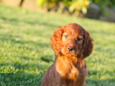 Outstanding Irish Red Setter puppies in Laois