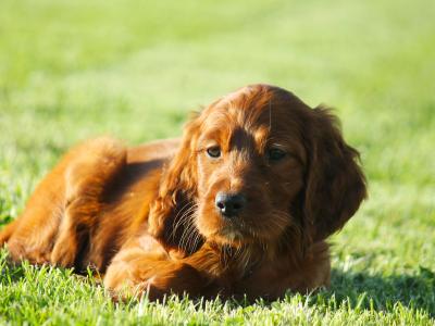 Outstanding Irish Red Setter puppies in Laois
