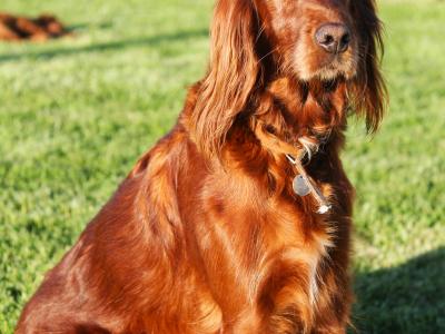 Outstanding Irish Red Setter puppies in Laois