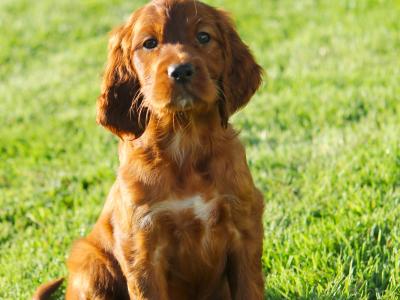 Outstanding Irish Red Setter puppies in Laois