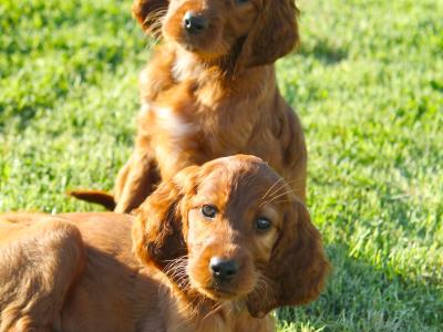 Outstanding Irish Red Setter puppies in Laois