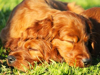 Outstanding Irish Red Setter puppies in Laois