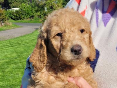 Goldendoodle puppies for sale in Westmeath