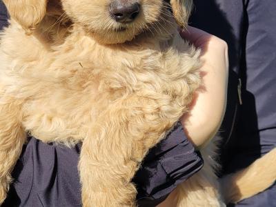 Goldendoodle puppies for sale in Westmeath