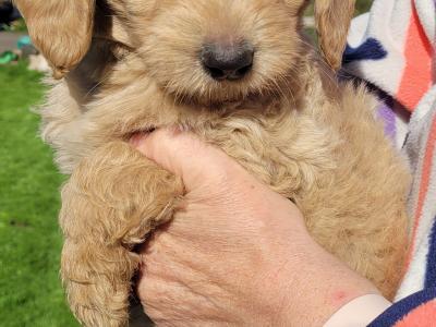 Goldendoodle puppies for sale in Westmeath