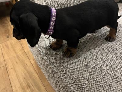 Gorgeous IKC Registered Dachshund puppies in Laois