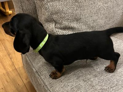Gorgeous IKC Registered Dachshund puppies in Laois