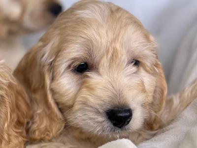 Cockapoo puppies in Wicklow🐶