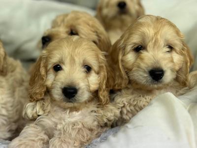 Cockapoo puppies in Wicklow🐶