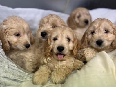 Cockapoo puppies in Wicklow🐶