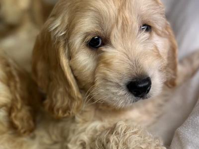 Cockapoo puppies in Wicklow🐶