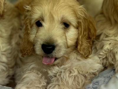 Cockapoo puppies in Wicklow🐶
