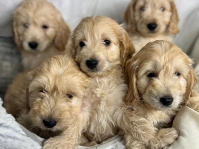 Cockapoo puppies in Wicklow🐶