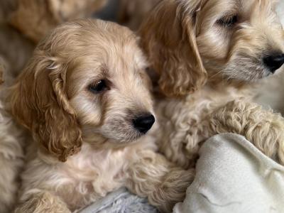 Cockapoo puppies in Wicklow🐶