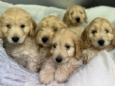 Cockapoo puppies in Wicklow🐶