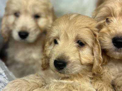 Cockapoo puppies in Wicklow🐶