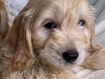 Cockapoo puppies in Wicklow🐶