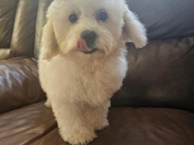 IKC Registered(pending) Bichon Frise puppies in Galway