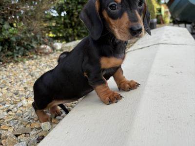 Genuine health checked miniature Dachshunds in Longford **trained**