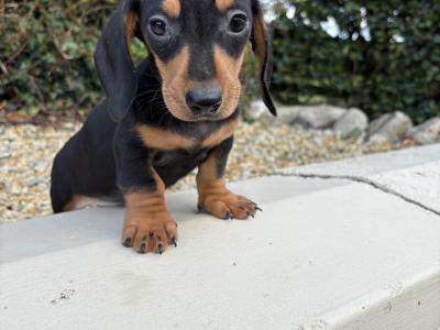 Genuine health checked miniature Dachshunds in Longford **trained**