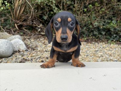 Genuine health checked miniature Dachshunds in Longford **trained**