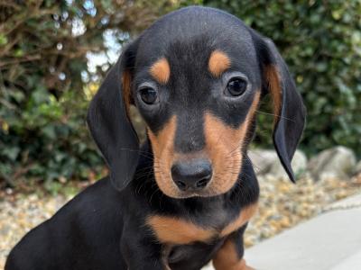 Genuine health checked miniature Dachshunds in Longford **trained**