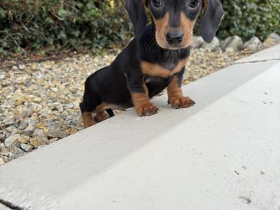 Genuine health checked miniature Dachshunds in Longford **trained**