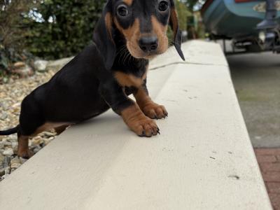 Genuine health checked miniature Dachshunds in Longford **trained**