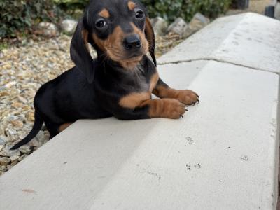 Genuine health checked miniature Dachshunds in Longford **trained**
